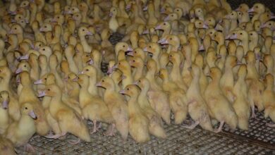 Photo of Les virus ne résistent pas