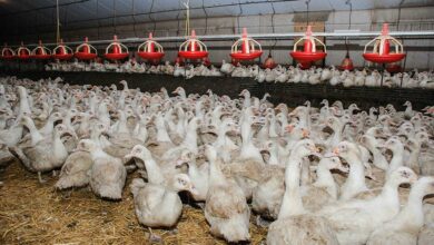 Photo of Covid-19 : Des aides pour le secteur agricole