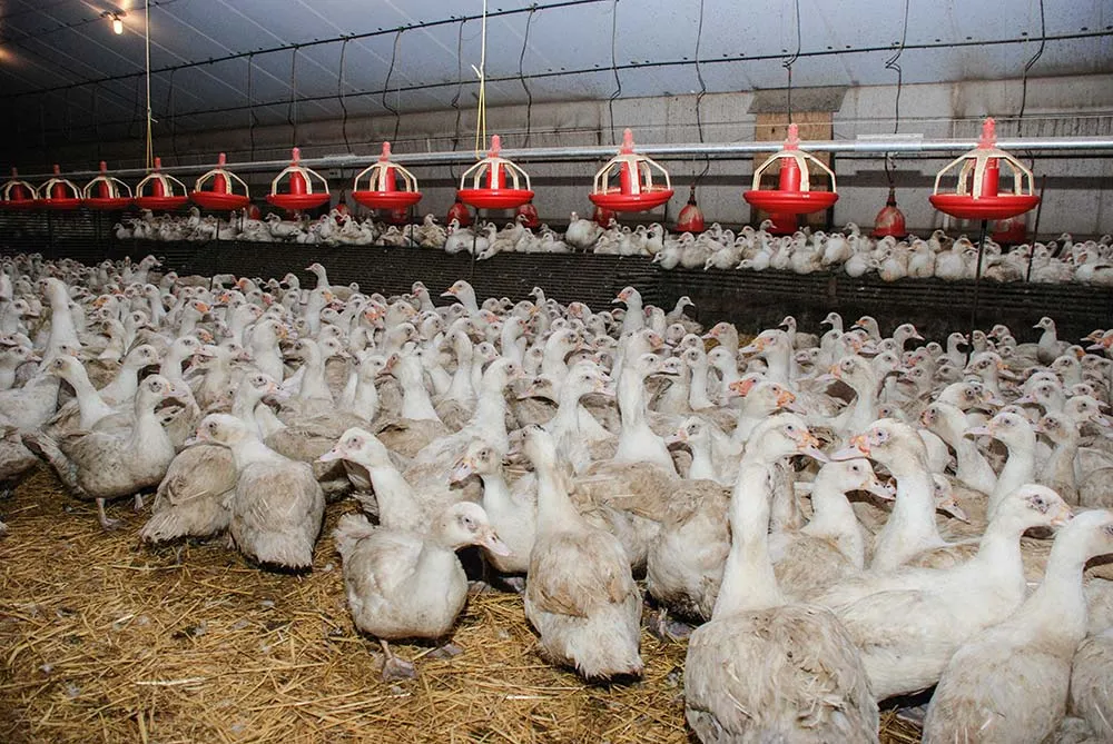 6820.hr - Illustration Covid-19 : Des aides pour le secteur agricole