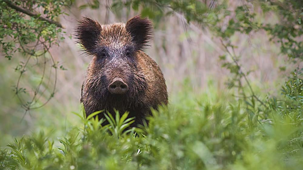 6822.hr - Illustration Des actions de chasse autorisées  pour réguler les nuisibles