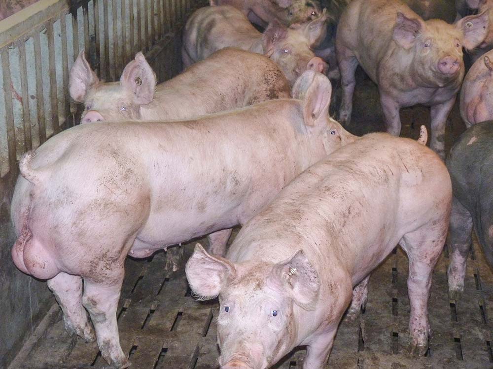 6824.hr - Illustration Porc : Le mâle entier a ses défenseurs