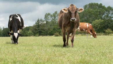 Photo of Lait : Bien grandir avant de produire