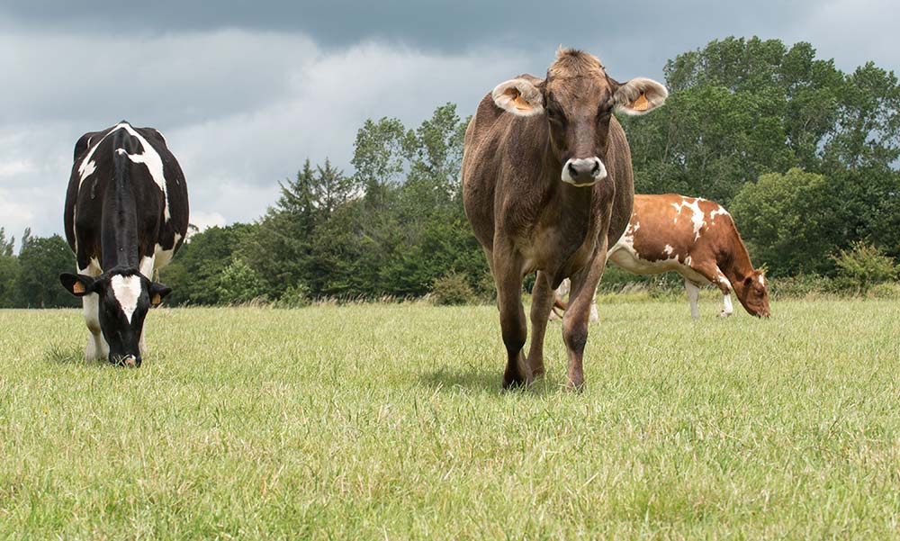 6928.hr - Illustration Lait : Bien grandir avant de produire