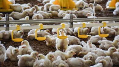 Photo of L’utilisation d’antibiotiques en baisse de 60,5 % en 8 ans