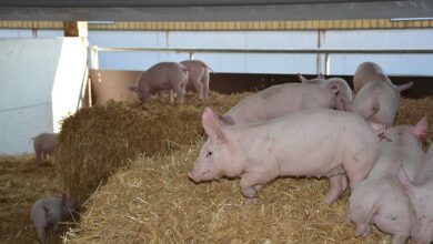 Photo of Comment payer le confort du cochon ?