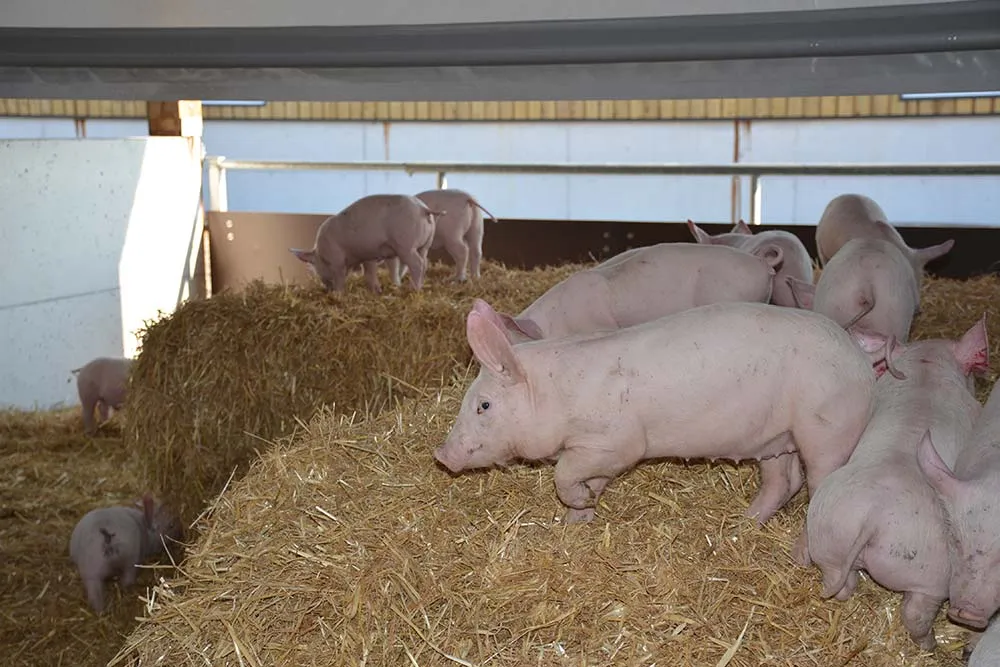 7028.hr - Illustration Comment payer le confort du cochon ?