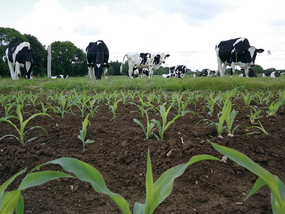 20 Crédit Photo Arvalis - Illustration Quel maïs fourrage pour les bovins ?