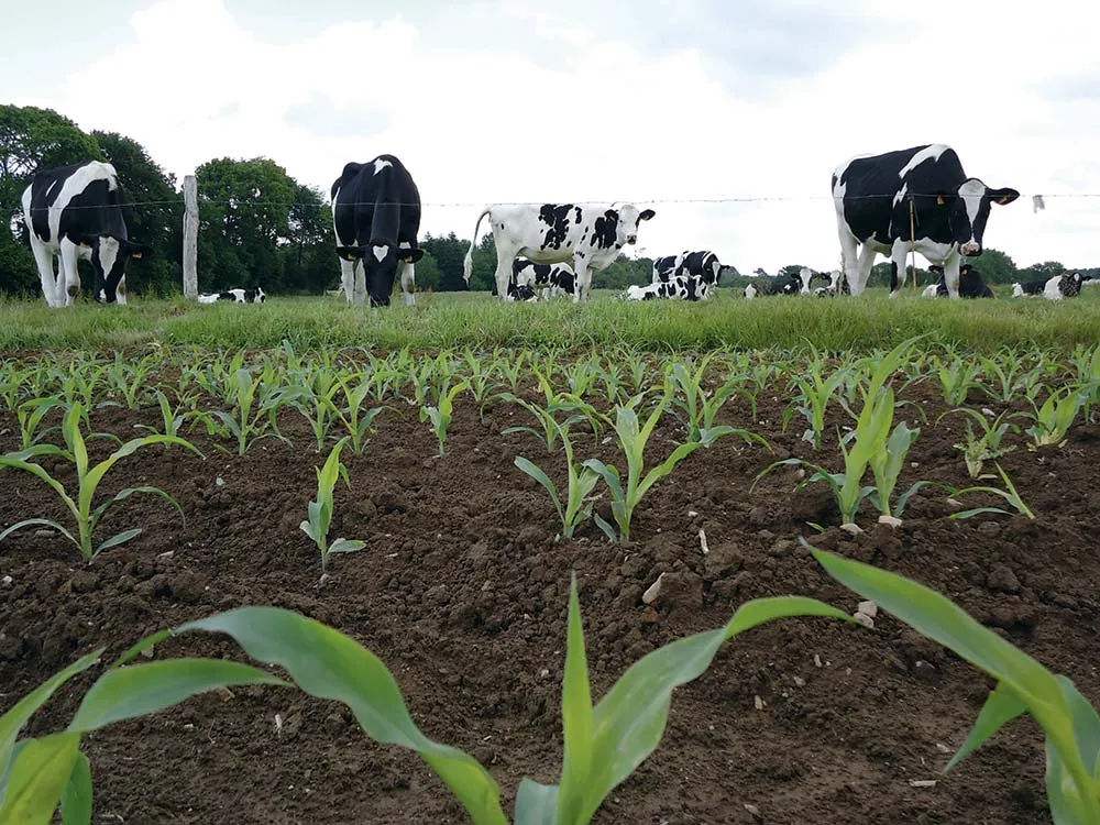 20 Crédit Photo Arvalis - Illustration Quel maïs fourrage pour les bovins ?