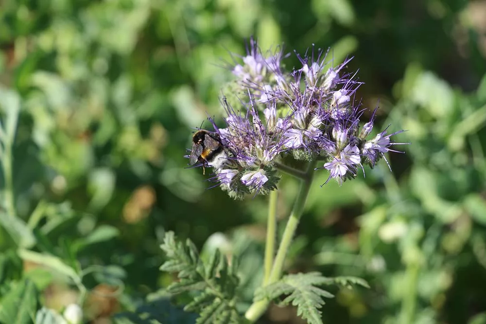 7021.hr - Illustration Abeilles mellifères et pollinisateurs sauvages : une cohabitation à favoriser