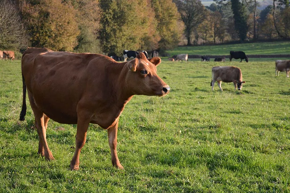 7109.hr - Illustration Cinq ans après la conversion en lait bio