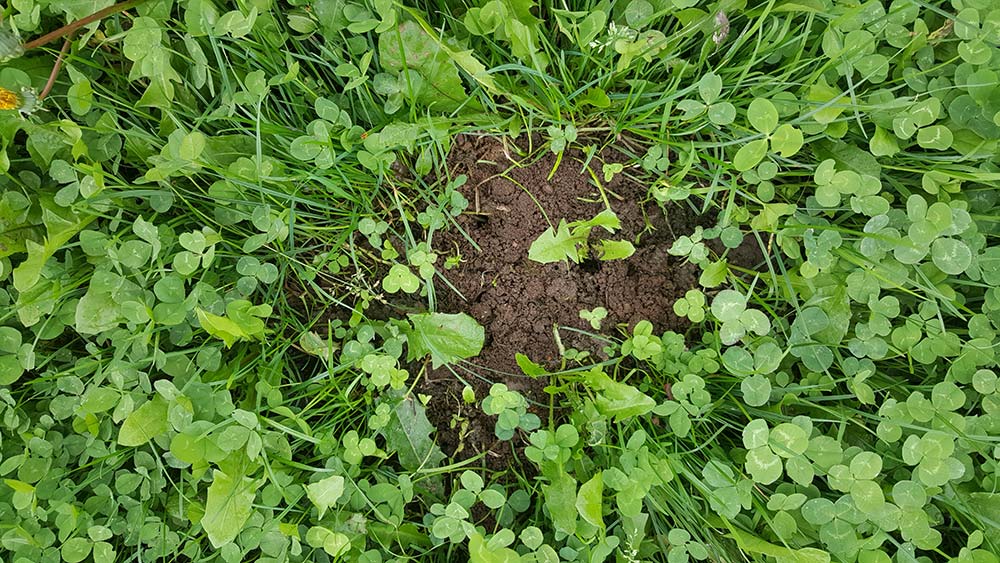 7124.hr - Illustration Allier pâturage d’hiver et repos des prairies