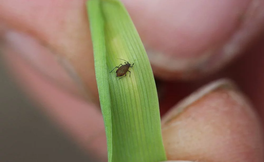 7280.hr - Illustration Céréales : Baisse des infestations de pucerons