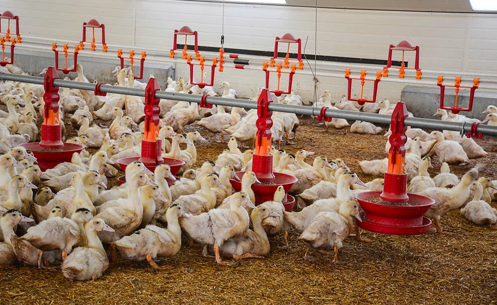 7343.hr - Illustration L’influenza aviaire atteint deux nouveaux élevages de canards