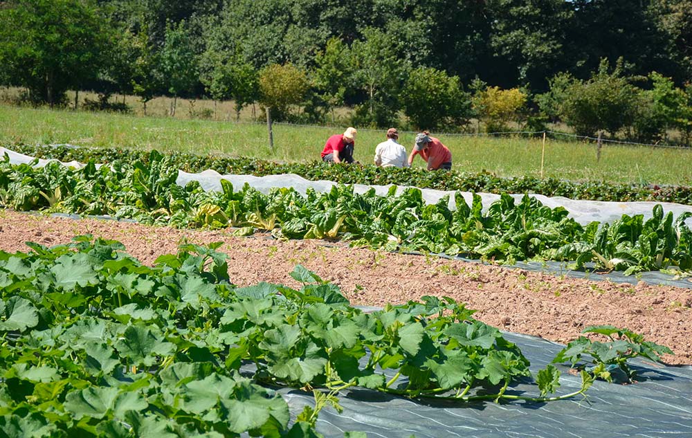 7490.hr - Illustration « Une aide forfaitaire significative pour chaque ferme »
