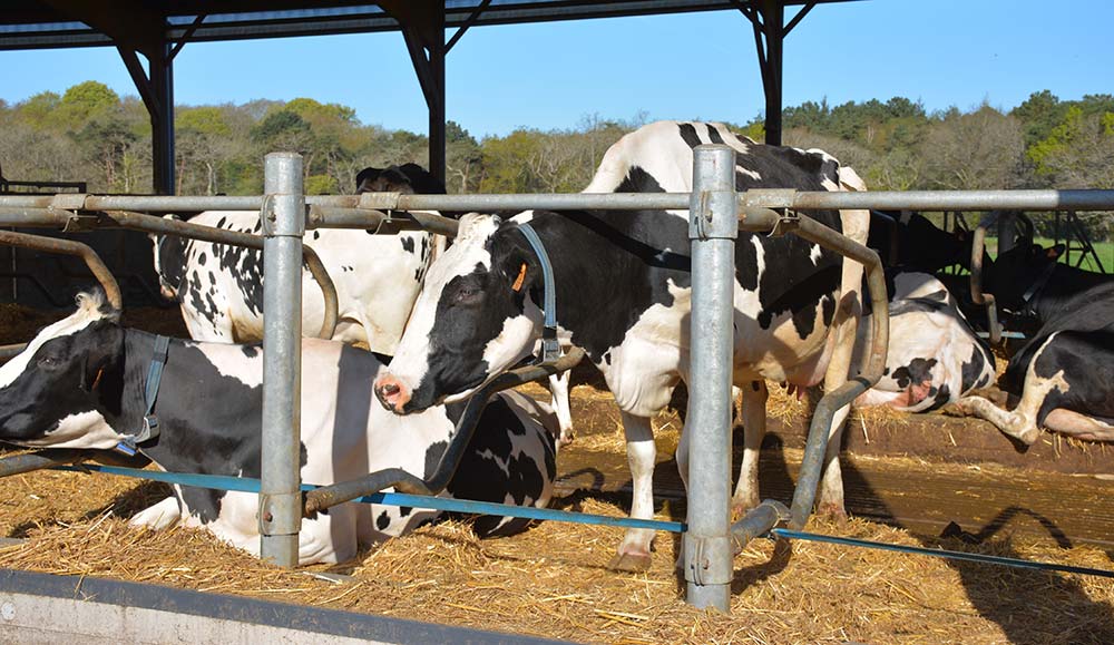 7582.hr - Illustration Des vaches au frais en période chaude