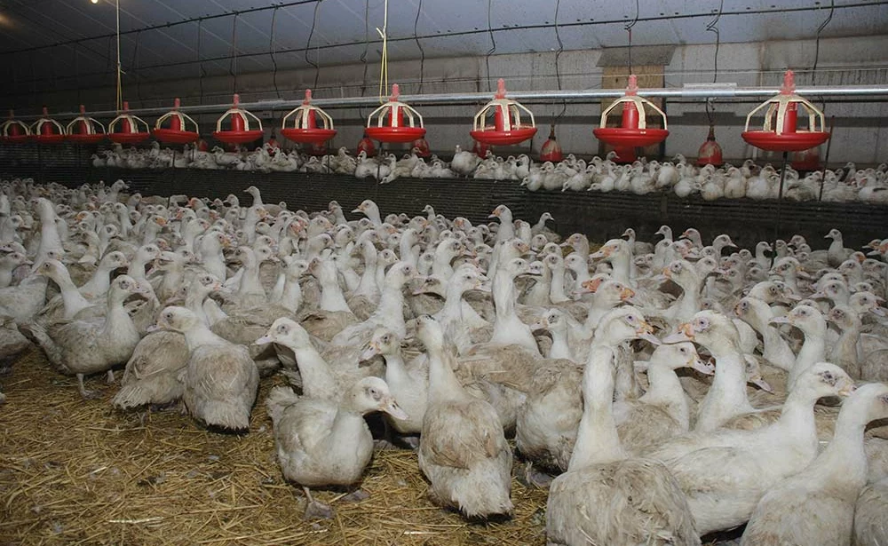 7597 - Illustration Influenza aviaire : Impasse technique et politique pour la vaccination
