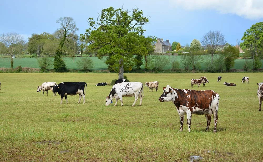 7652.hr - Illustration Viande bovine : Vers une baisse de production de 1% en 2021