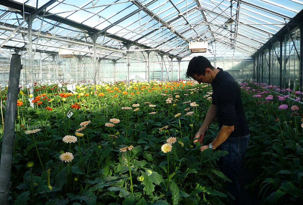 Serre De Gerberas Crédit Astredhor - Illustration La filière demande un classement en produit de premièr nécessité