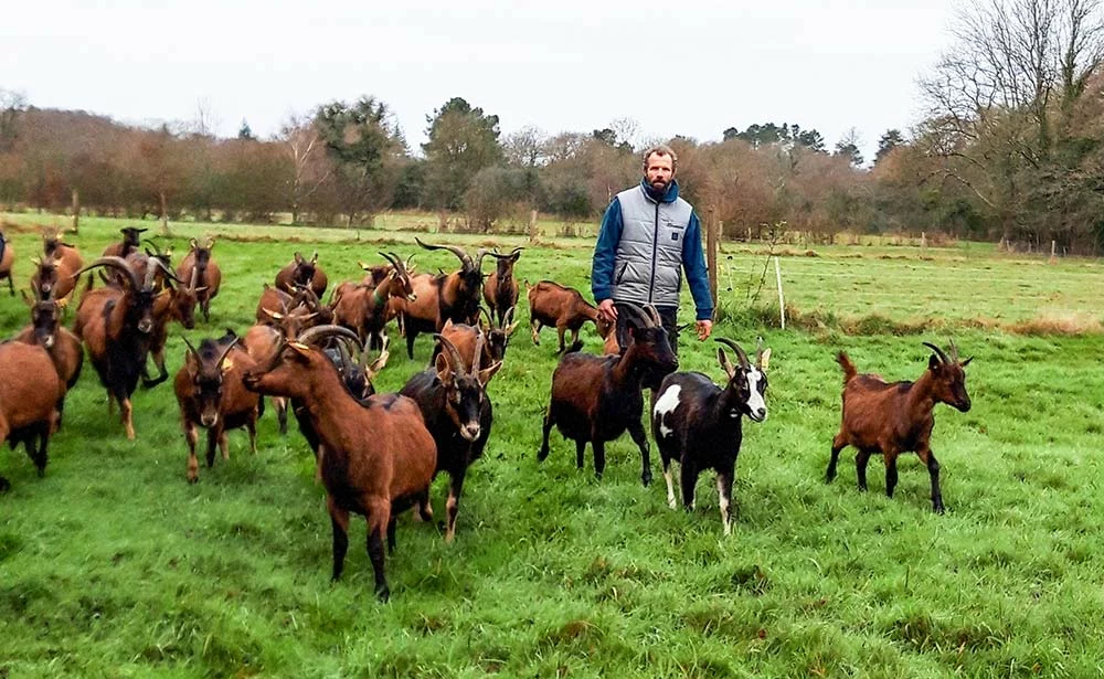 Dd7600.hr - Illustration Veaux, chèvres, pommiers sur la même ferme