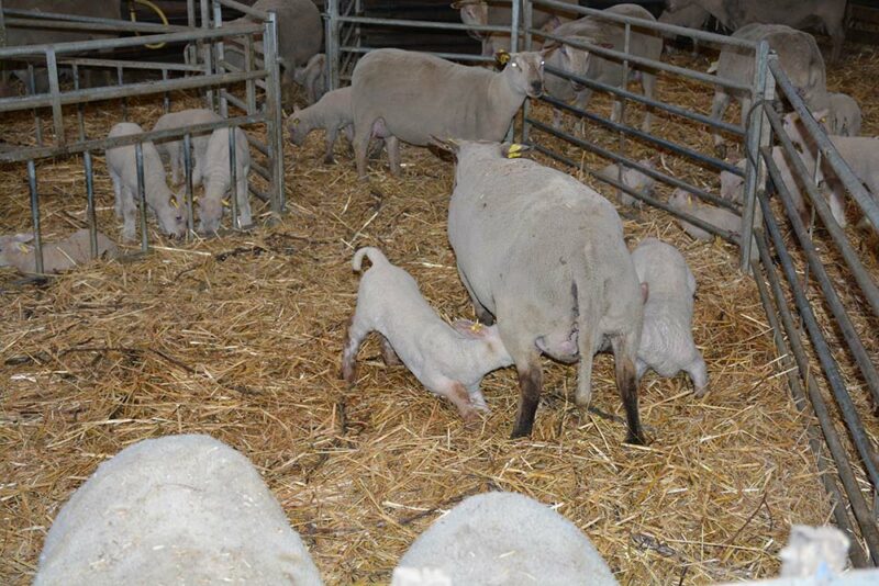 Ovin Vigilance sur l'alimentation au dernier mois de gestation Journal Paysan Breton Ovin Vigilance sur l'alimentation au dernier mois de gestation Journal Paysan Breton
