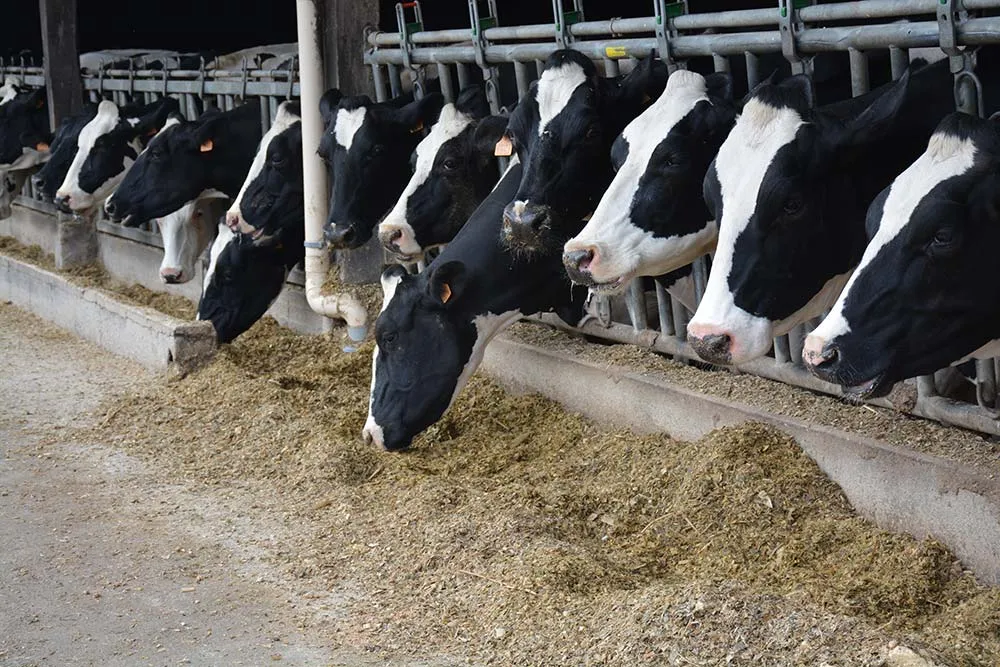 7749.hr - Illustration Une revalorisation nécessaire du prix du lait en 2021