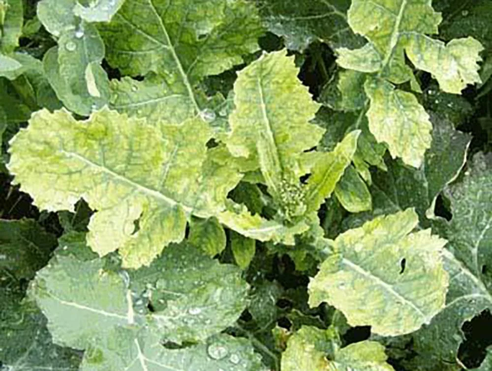 7822.hr - Illustration Le colza a besoin de soufre