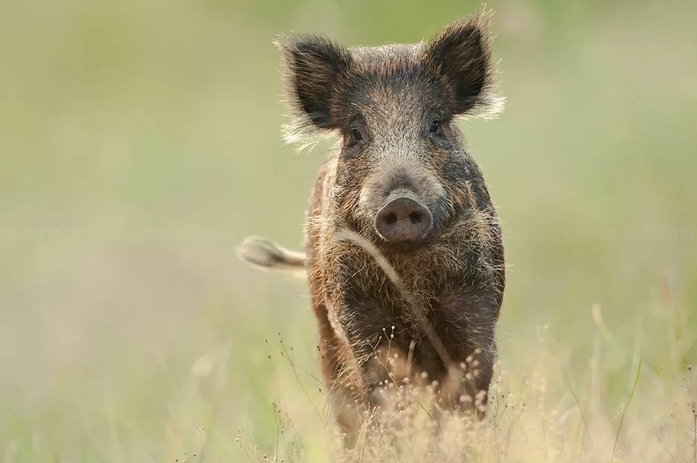 Le sanglier n'est plus vraiment un sanglier