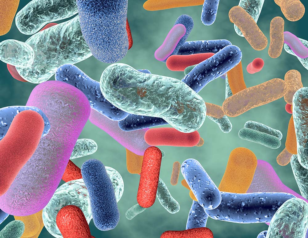 adobestock 242446649 - Illustration La composition du microbiote du porcelet influe sur sa santé
