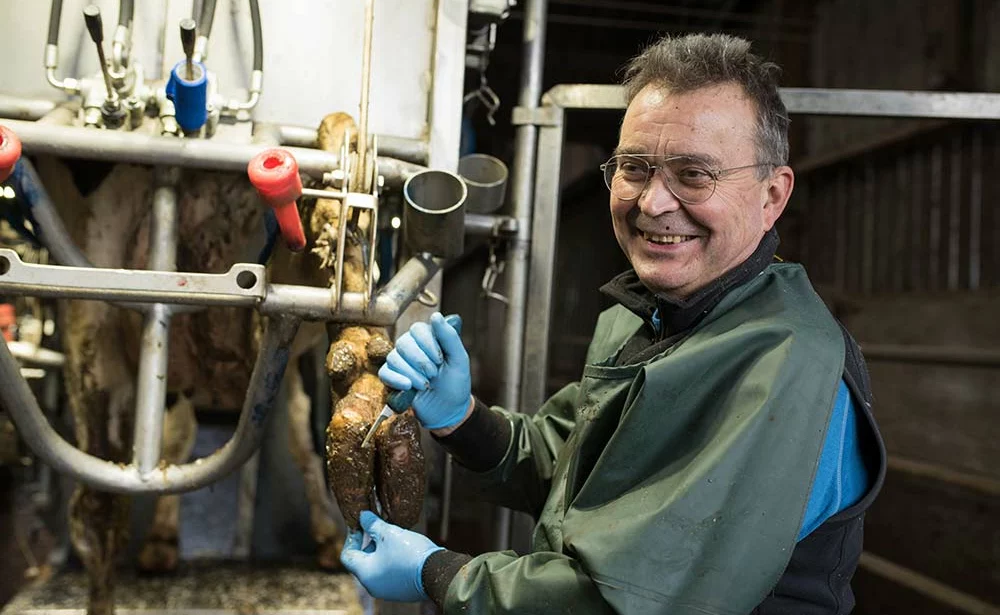 Dd7689.hr - Illustration Les vaches sont à l’aise dans la cage du vétérinaire