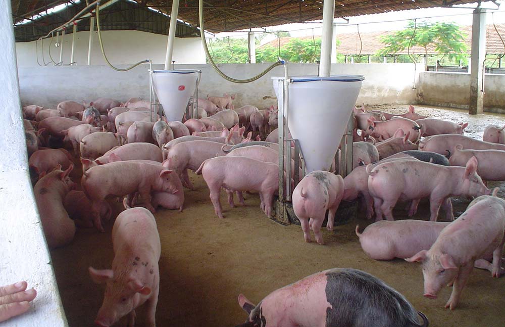 dd7803.hr - Illustration Le porc s’ancre dans la mondialisation