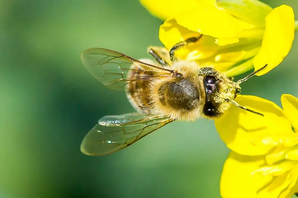 8150.hr - Illustration Colza et abeilles