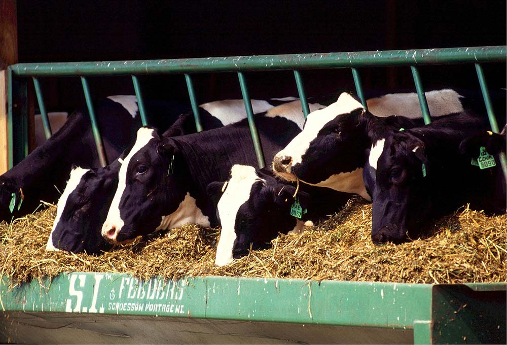8dd081.hr - Illustration Lait : Une année 2020 imprévisible, et 2021 ?