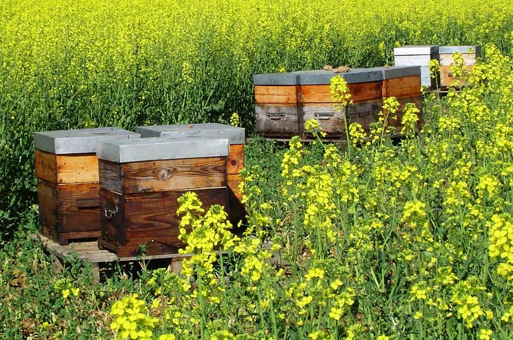 dd8147.hr - Illustration La saison apicole redémarre bientôt