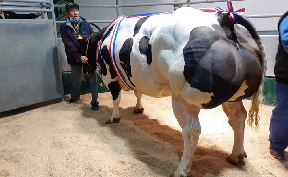 libellule grande championne etienne baudoin achetée par terre des viandes de bretagne - Illustration MOL : 9,02 €/kg pour la Championne du jour