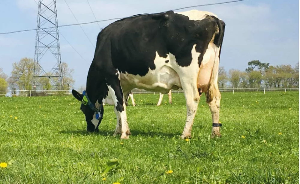 sans titre 1 - Illustration Les vaches suivies à la trace au pâturage