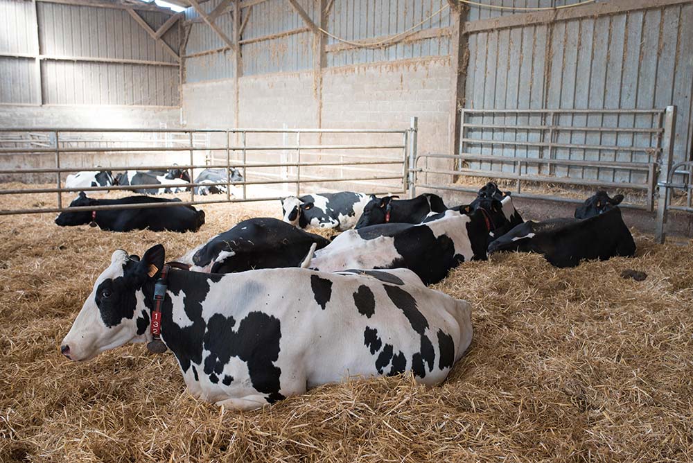 dd8003.hr - Illustration Comment les vaches sont taries ?