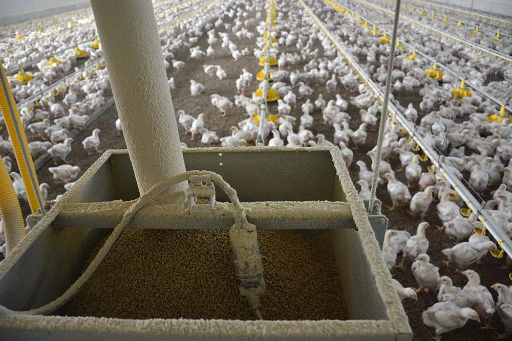 dd8005.hr - Illustration Aviculture : Les coûts de production explosent