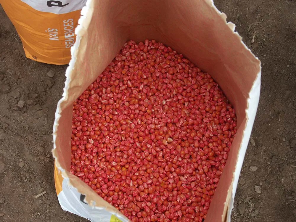 8311.hr - Illustration Prudence avec la graine de maïs