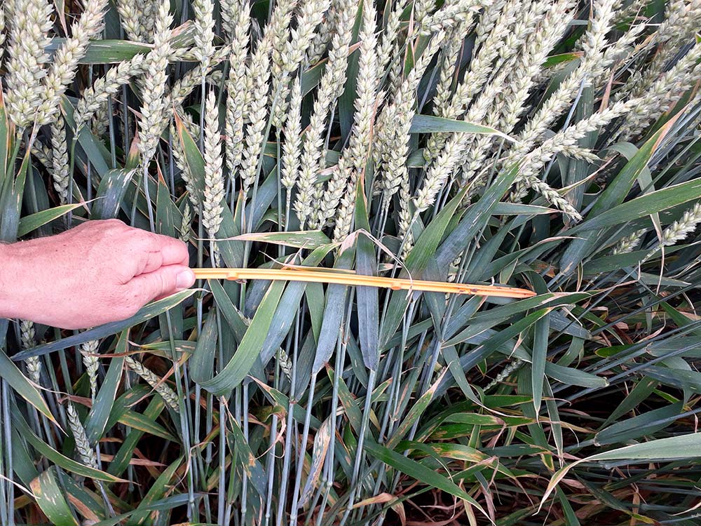 dd8363.hr - Illustration La gestion des maladies des céréales