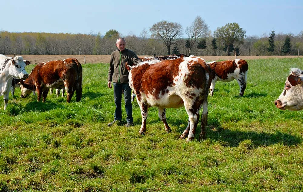 dd8401.hr - Illustration Des Normandes sélectionnées pour leur viande