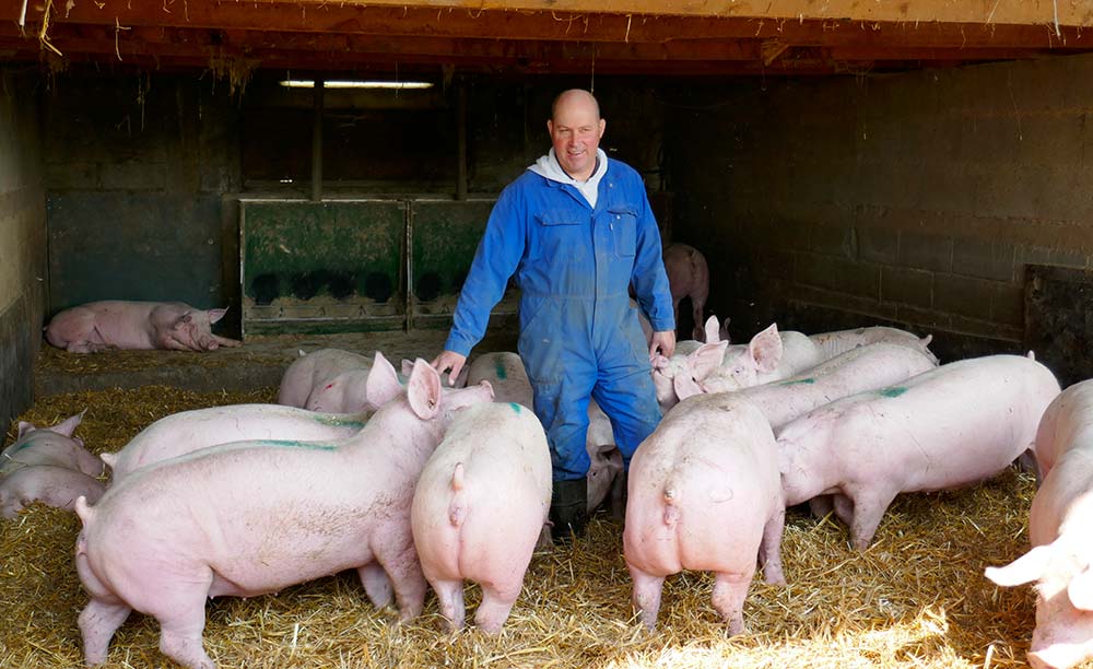 dd8454.hr - Illustration Un appel à éleveurs de porcs  sur paille pour les cantines