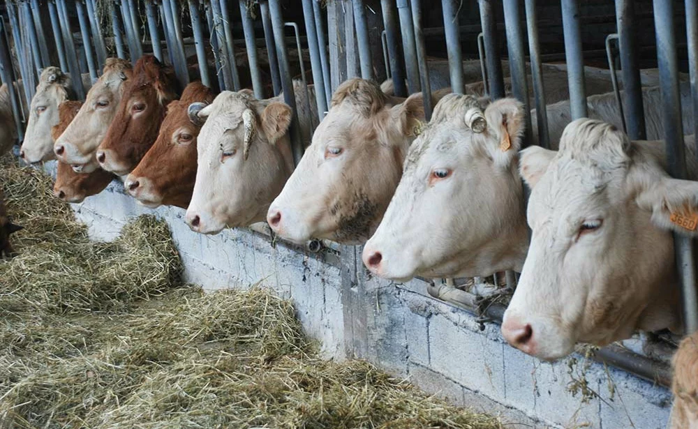 ddd8330.hr - Illustration PAC : Des gages sur l’aide bovine et l’éco-régime