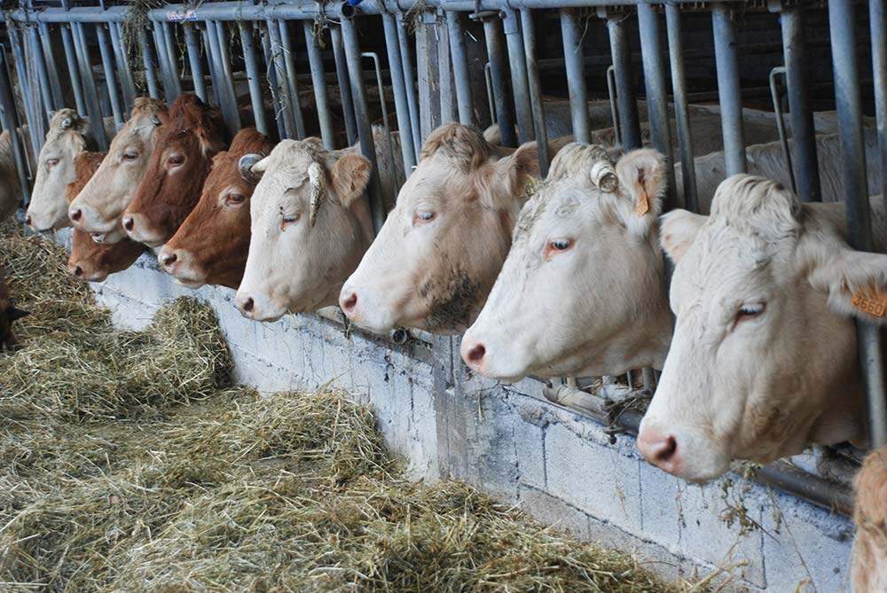 ddd8330.hr - Illustration PAC : Des gages sur l’aide bovine et l’éco-régime