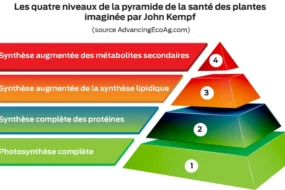 schema ed22 pyramide