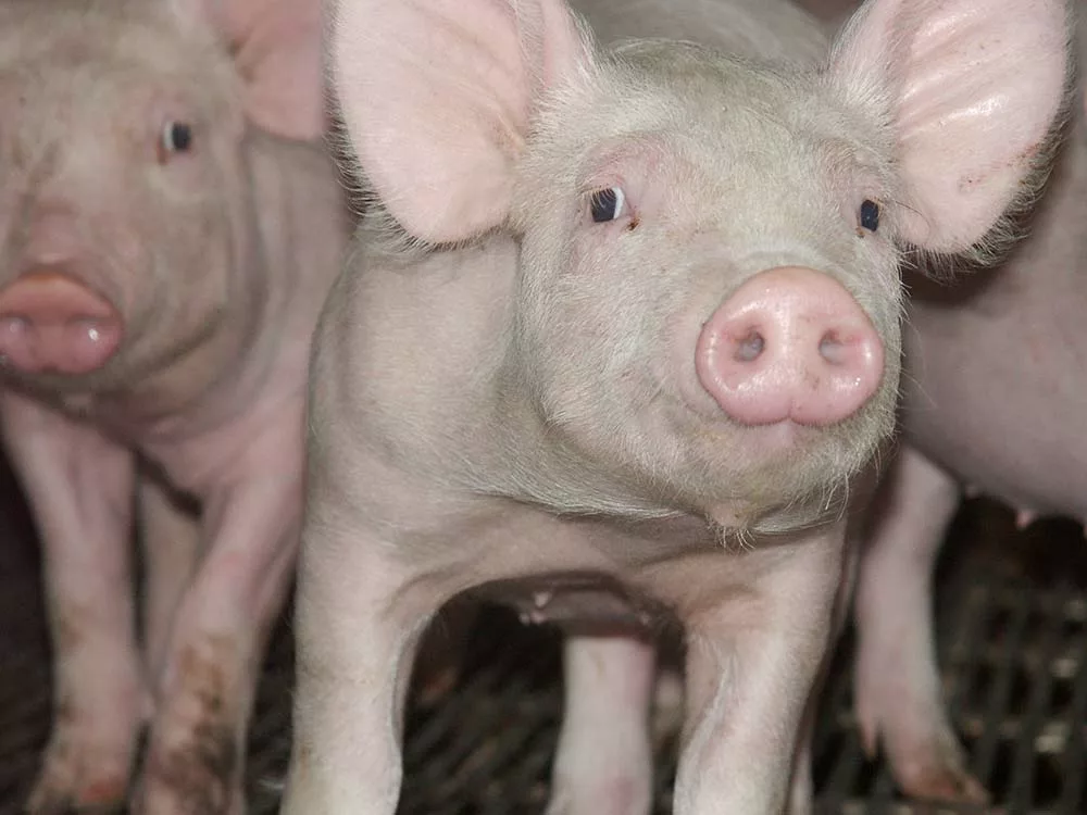 dd8180.hr - Illustration « L’AOP porc : le destin d’une filière »
