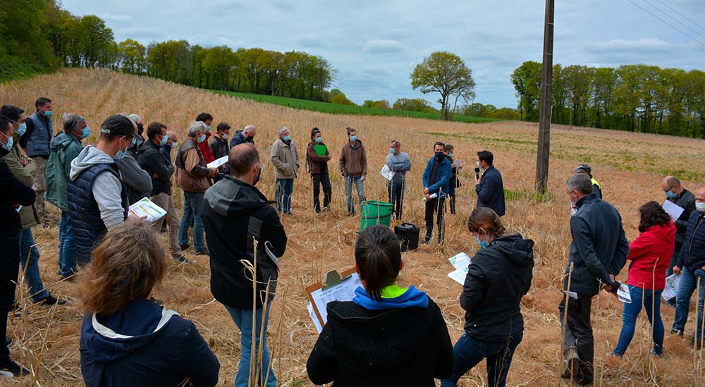 8561.hr - Illustration Le miscanthus se développe en Bretagne