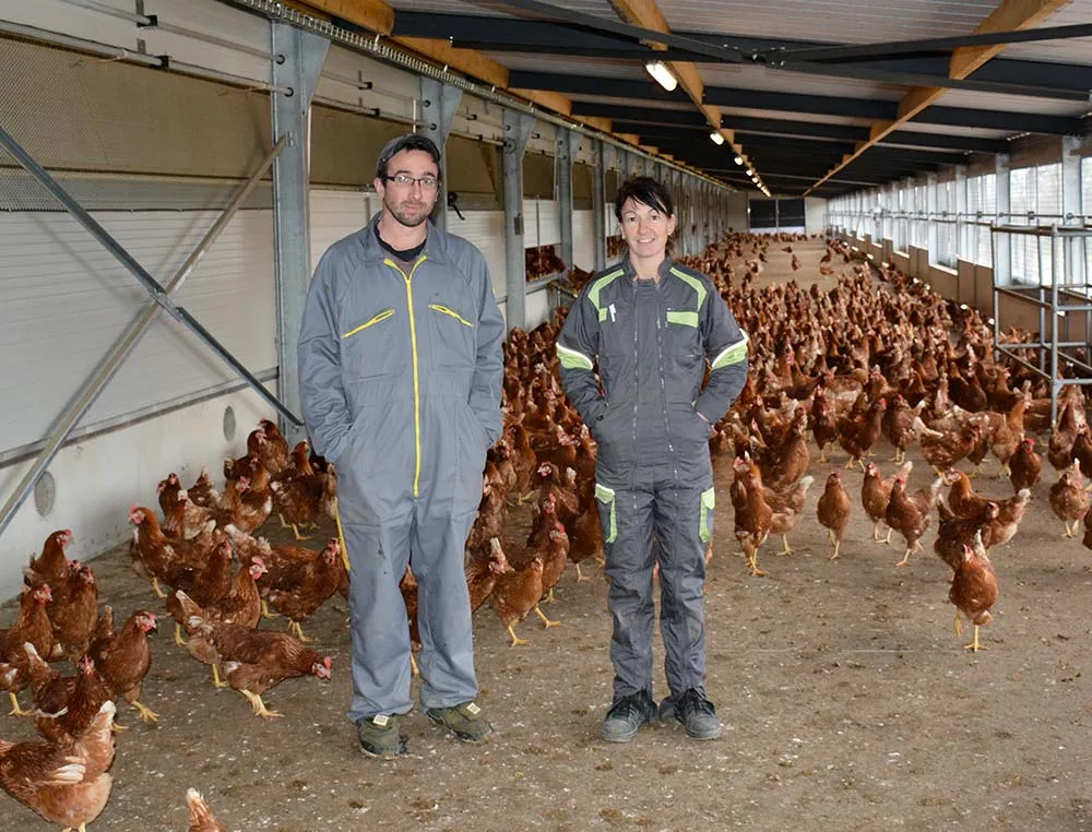 8591.hr - Illustration 20.000 pondeuses pour réaliser des économies d’échelle