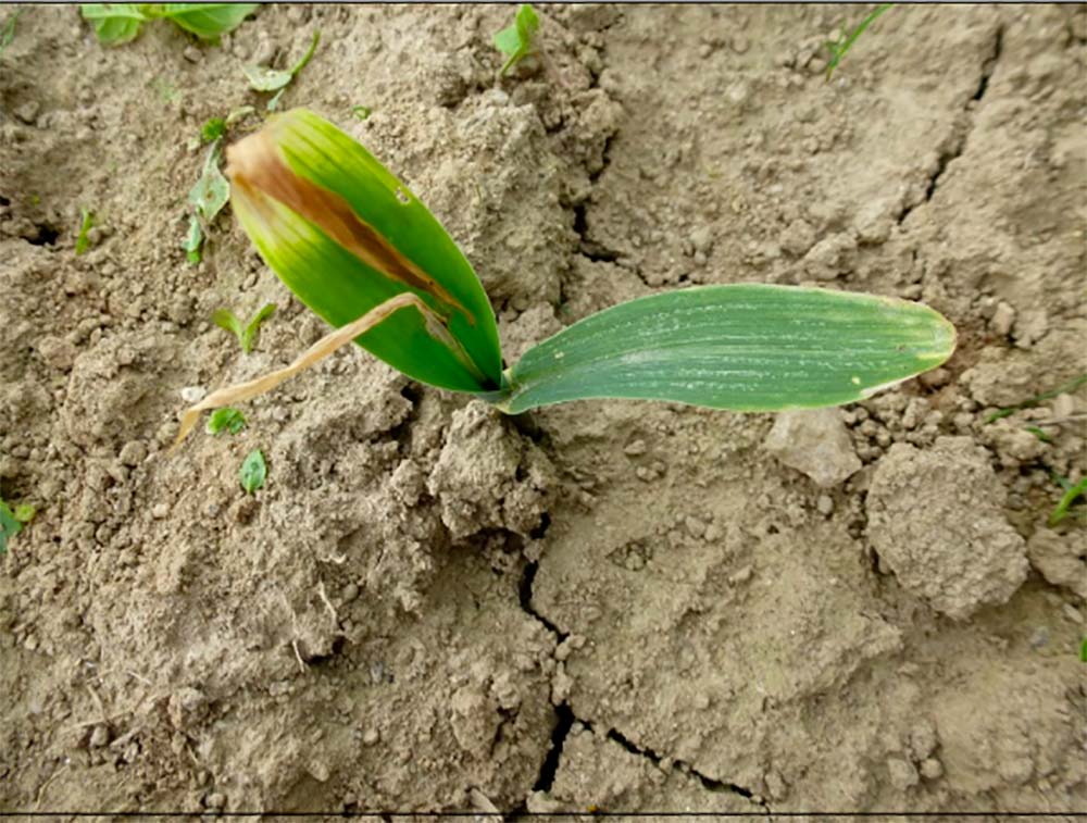 8656.hr - Illustration La mouche géomyza est passée par là