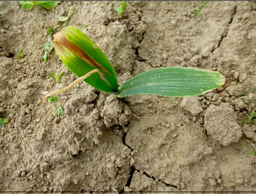 8656.hr - Illustration La mouche géomyza est passée par là