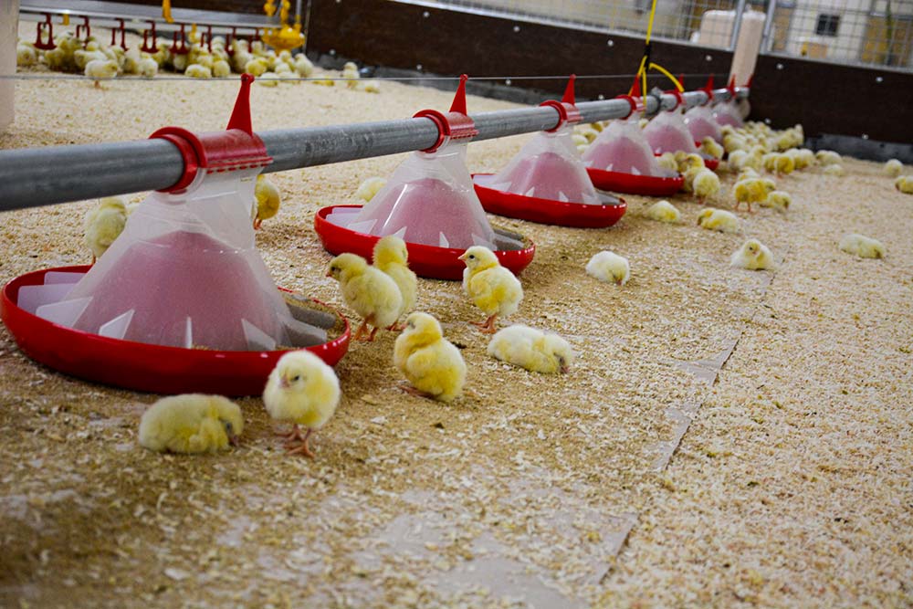 dd8482.hr - Illustration Aviculture : Favoriser les coccidies vaccinales